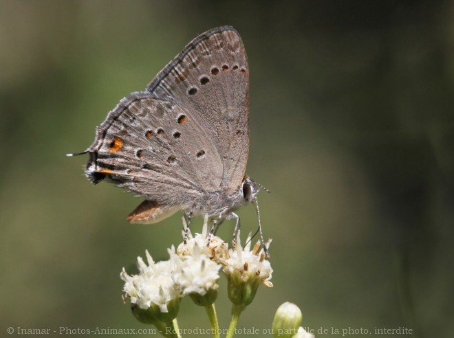 Photo de Papillon