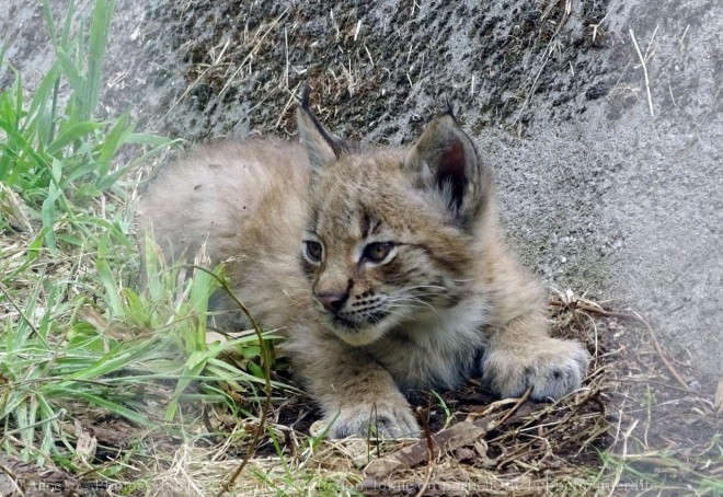 Photo de Lynx