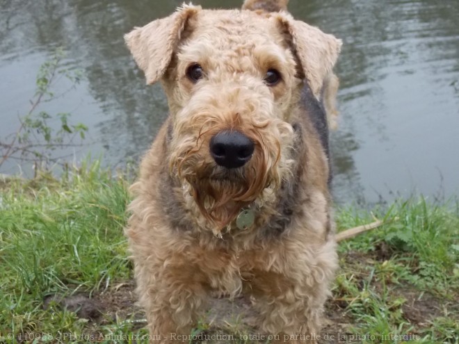 Photo d'Airedale terrier