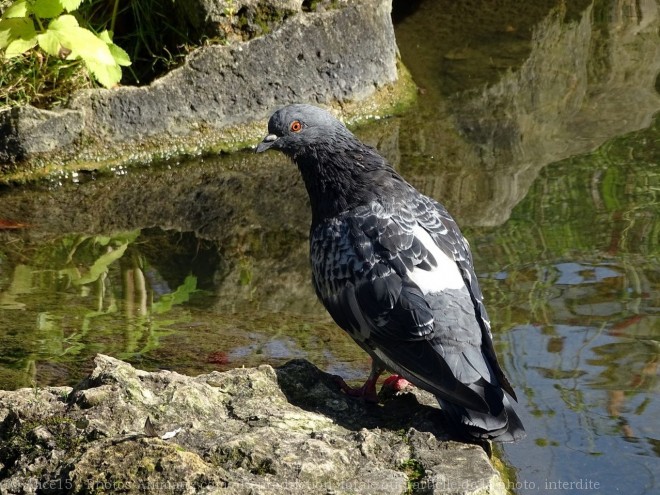 Photo de Pigeon