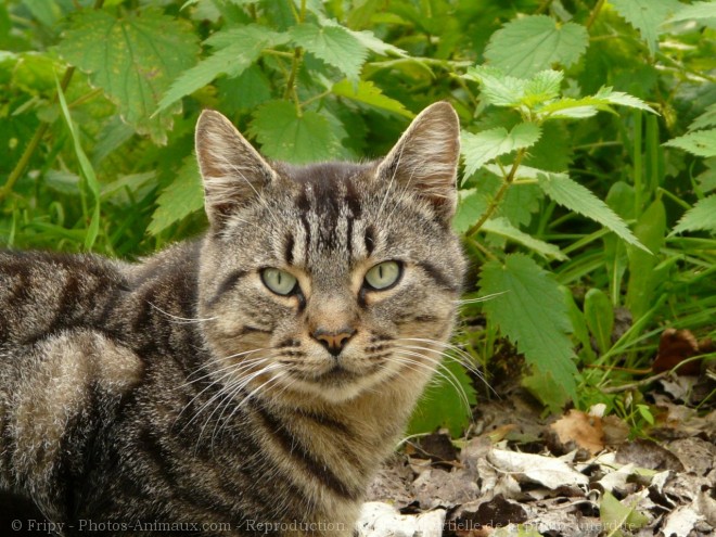 Photo de Chat domestique