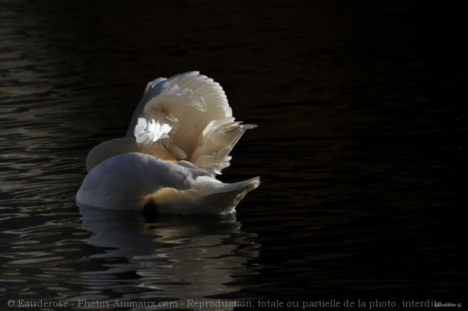 Photo de Cygne