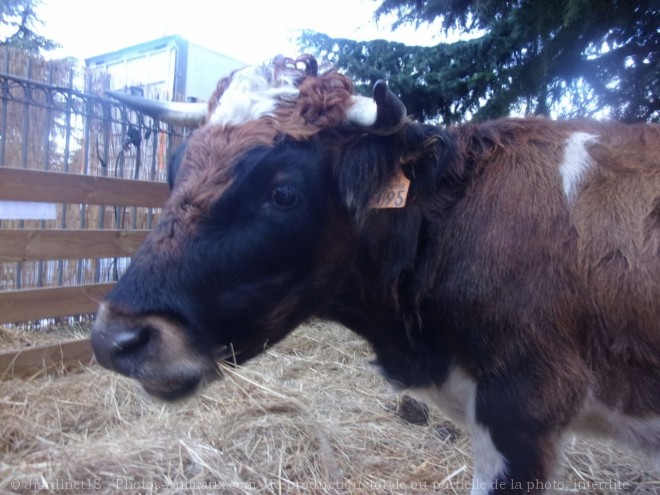 Photo de Vache - aubrac