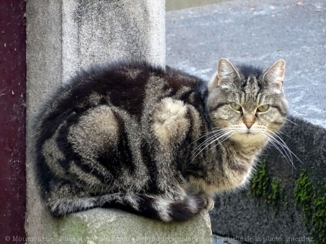 Photo de Chat domestique