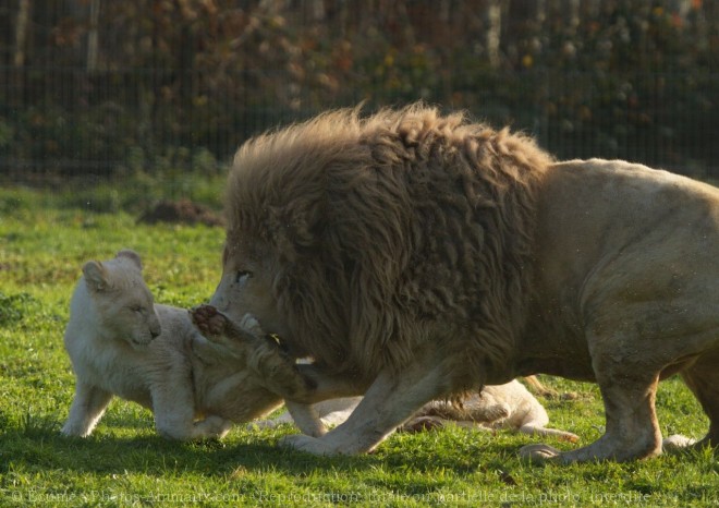 Photo de Lion