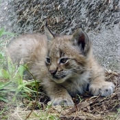 Photo de Lynx