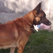 Photo de Berger belge malinois