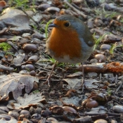 Photo de Rouge gorge