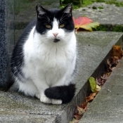 Photo de Chat domestique