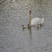 Photo de Cygne