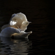 Photo de Cygne