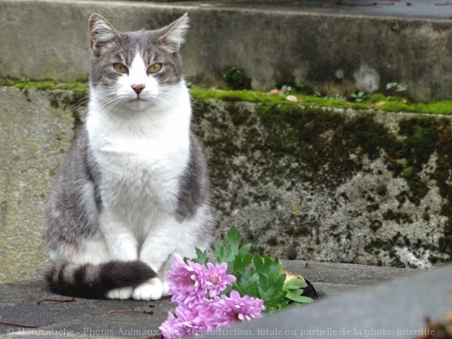 Photo de Chat domestique