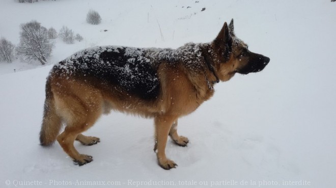 Photo de Berger allemand  poil court