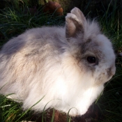 Photo de Lapin