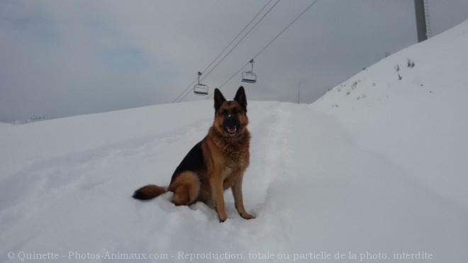 Photo de Berger allemand  poil court