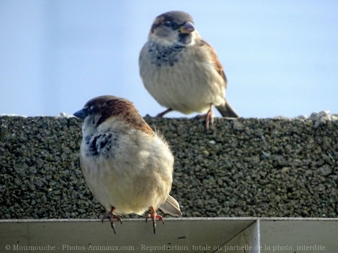 Photo de Moineau