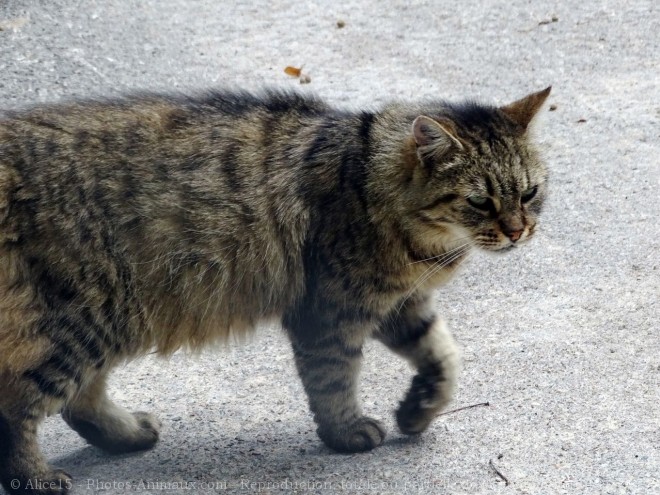 Photo de Chat domestique