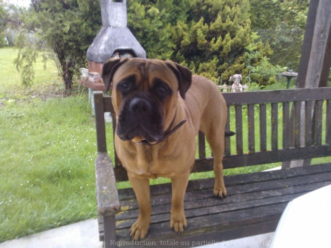 Photo de Bullmastiff