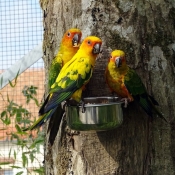 Photo de Conure soleil