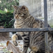 Photo de Chat domestique