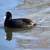 Photo de Foulque macroule