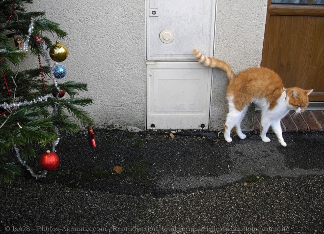 Photo de Chat domestique