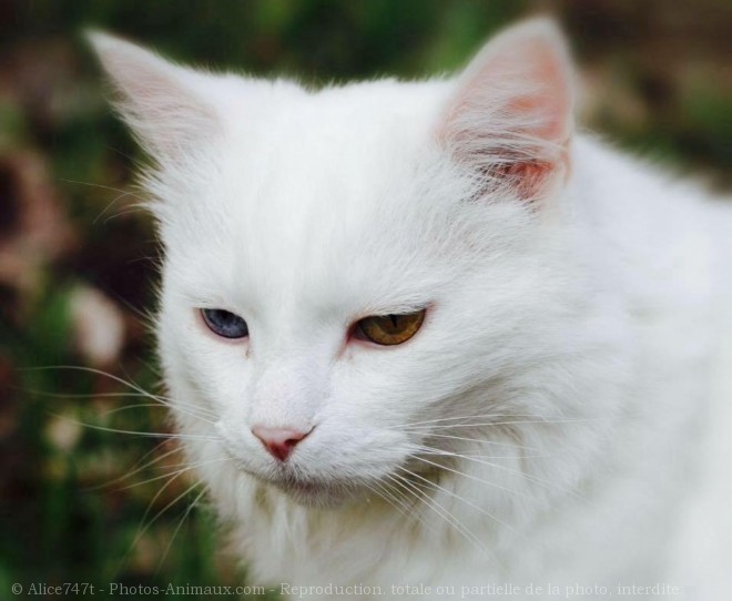 Photo de Japanese bobtail poil long