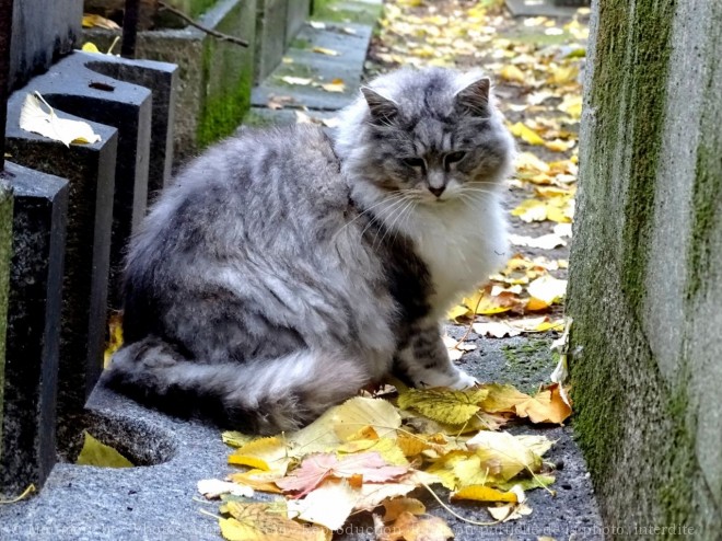 Photo de Chat domestique