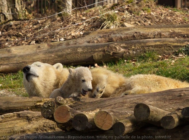 Photo d'Ours