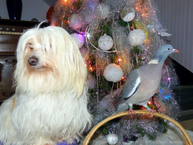 Photo de Coton de tulear