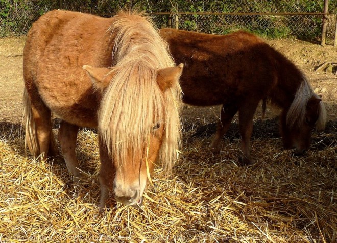 Photo de Poney (toutes races)