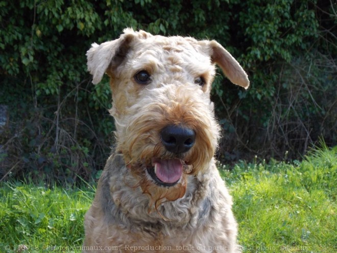 Photo d'Airedale terrier