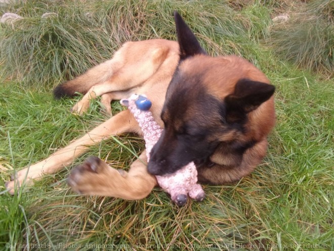 Photo de Berger belge malinois