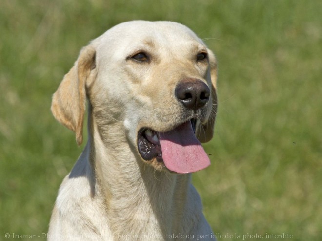 Photo de Labrador retriever