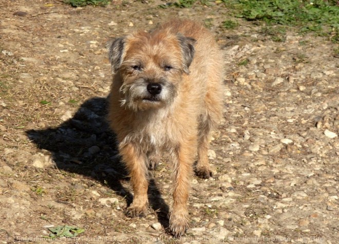 Photo de Border terrier