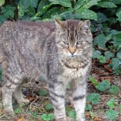 Photo de Chat domestique