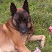 Photo de Berger belge malinois