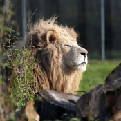 Photo de Lion