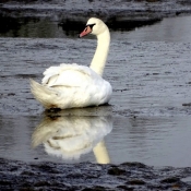 Photo de Cygne