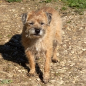 Photo de Border terrier