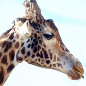 Photo de Girafe