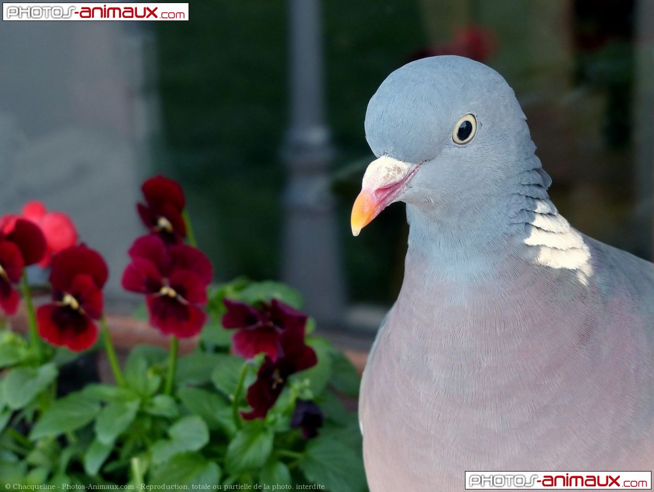 pigeon ramier en 7 lettres