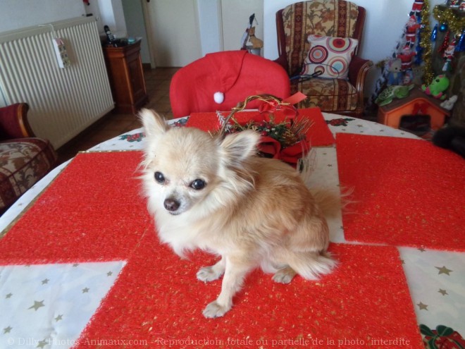 Photo de Chihuahua  poil long