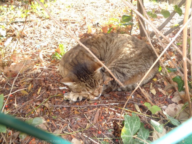 Photo de Chat domestique