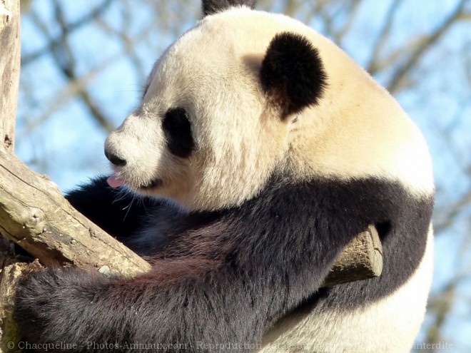 Photo de Panda