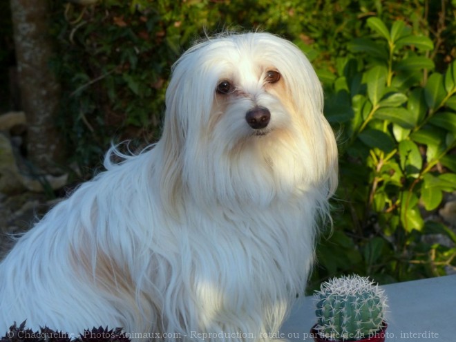 Photo de Coton de tulear