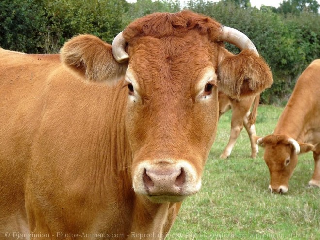 Photo de Vache - limousine