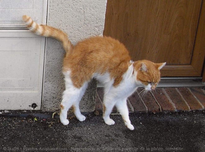 Photo de Chat domestique