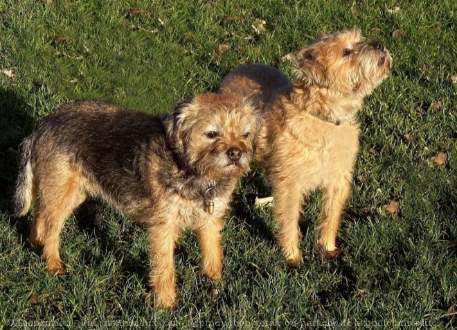 Photo de Border terrier