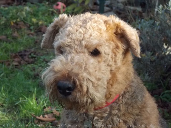 Photo d'Airedale terrier